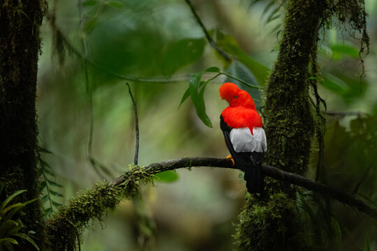 Andean Cock-of-the-Rock bird near Jardín, Colombia