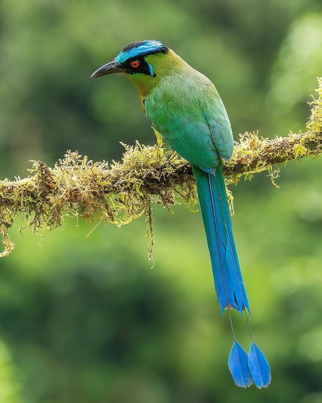 Andean Motmot (El Barranquero) in Antioquia, Colombia