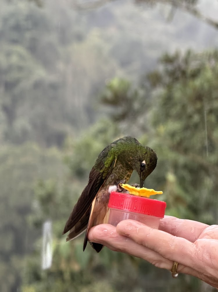 Hummingbirds feeding Colombia